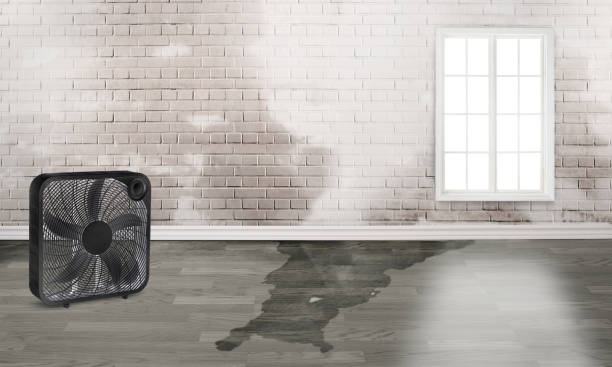 Best Water damage restoration near me  in Grand Marais, MN
